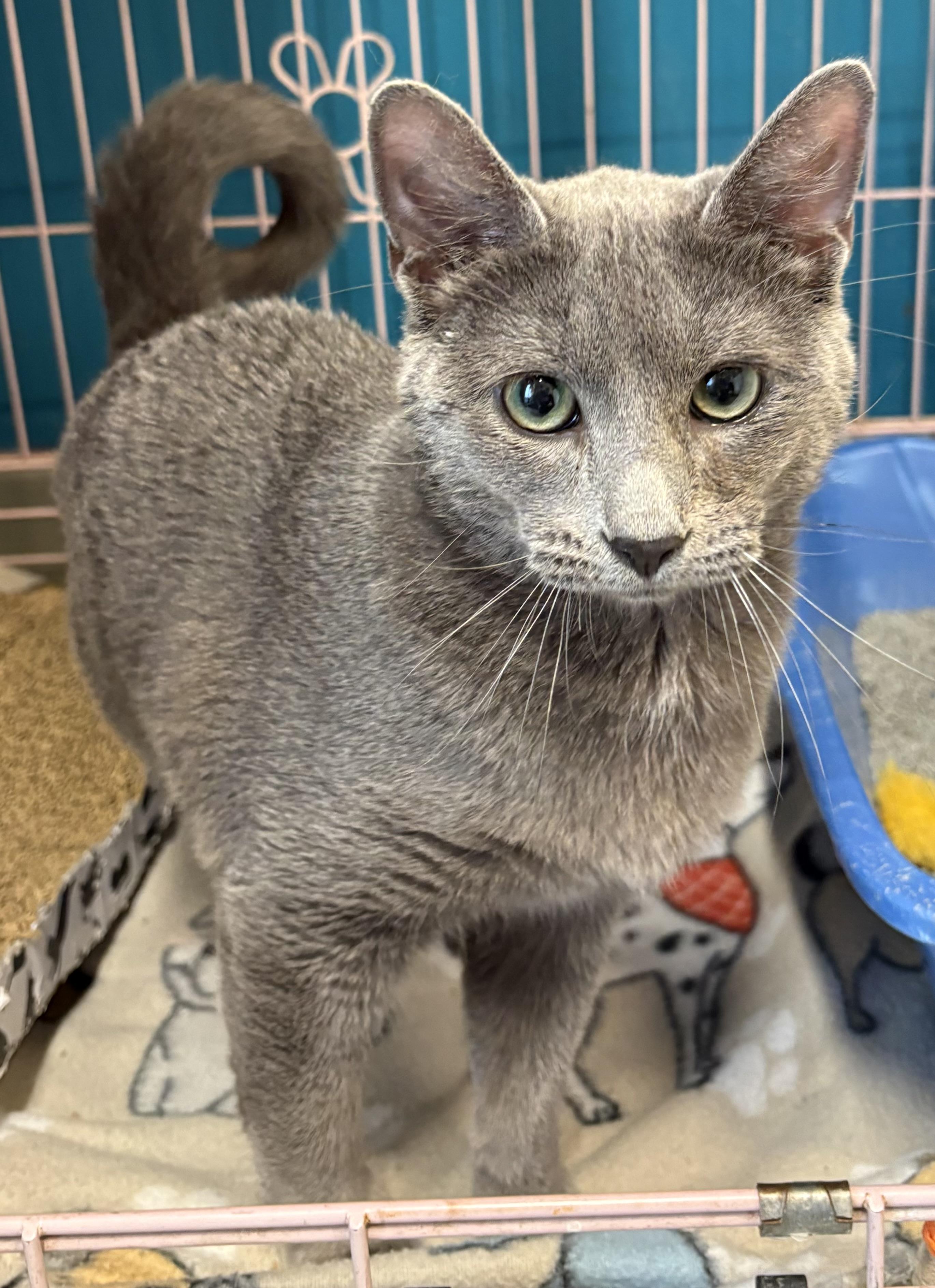 Mars, a ADOPTABLE Russian Blue in Plano, TX image 3/5
