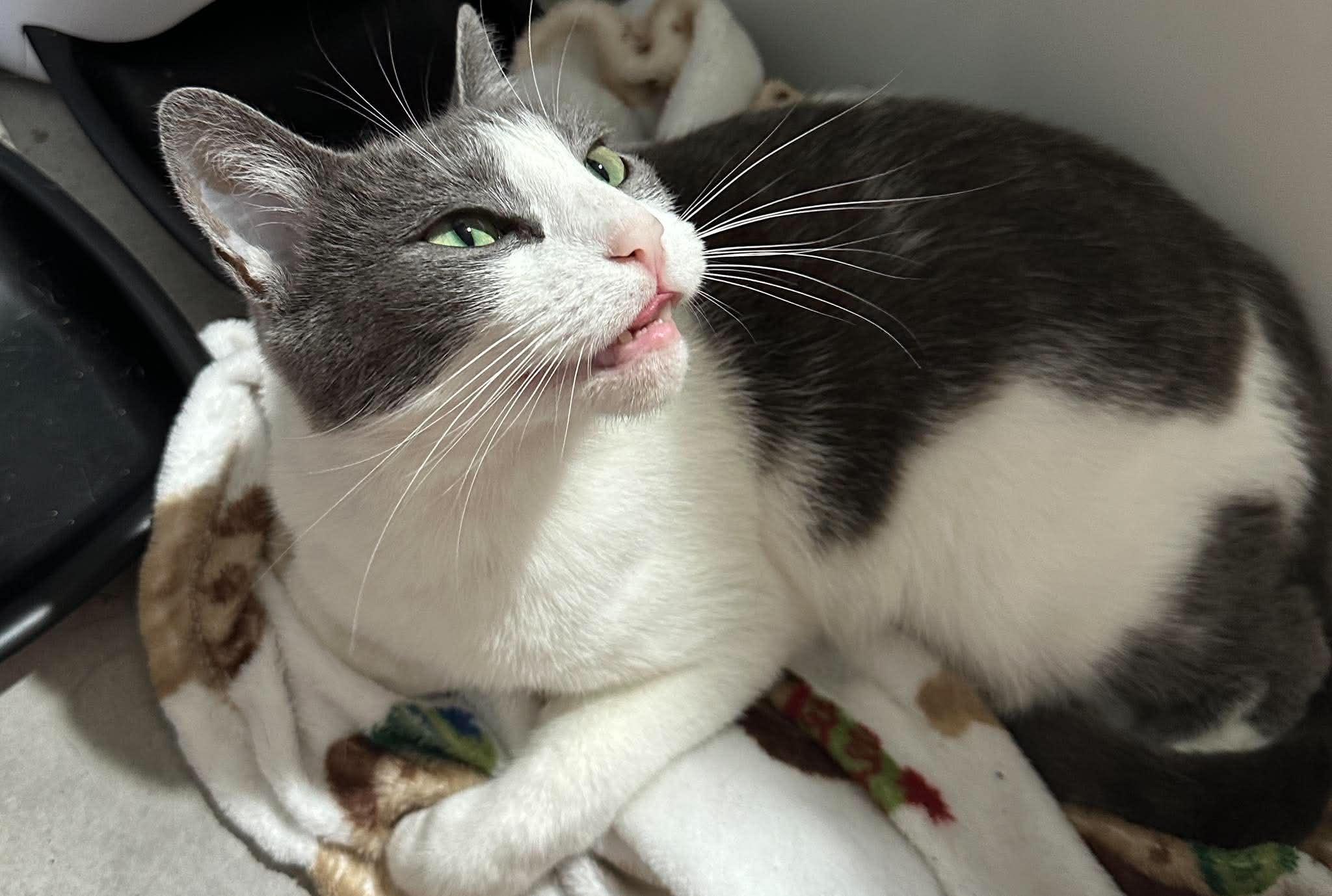 Athena, a ADOPTABLE American Shorthair in philadelphia, PA image 4/4