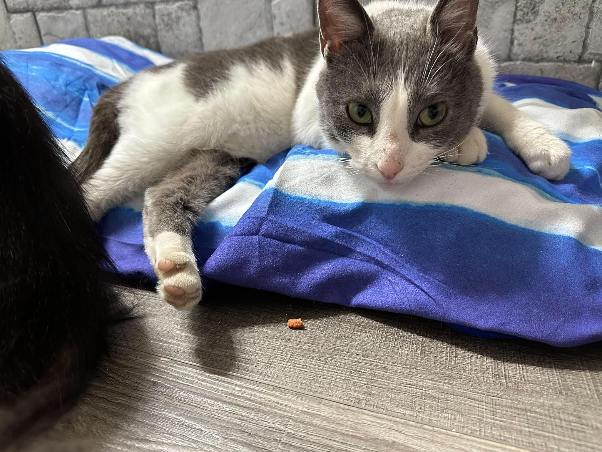 Athena, ADOPTABLE, Adult Female American Shorthair.
