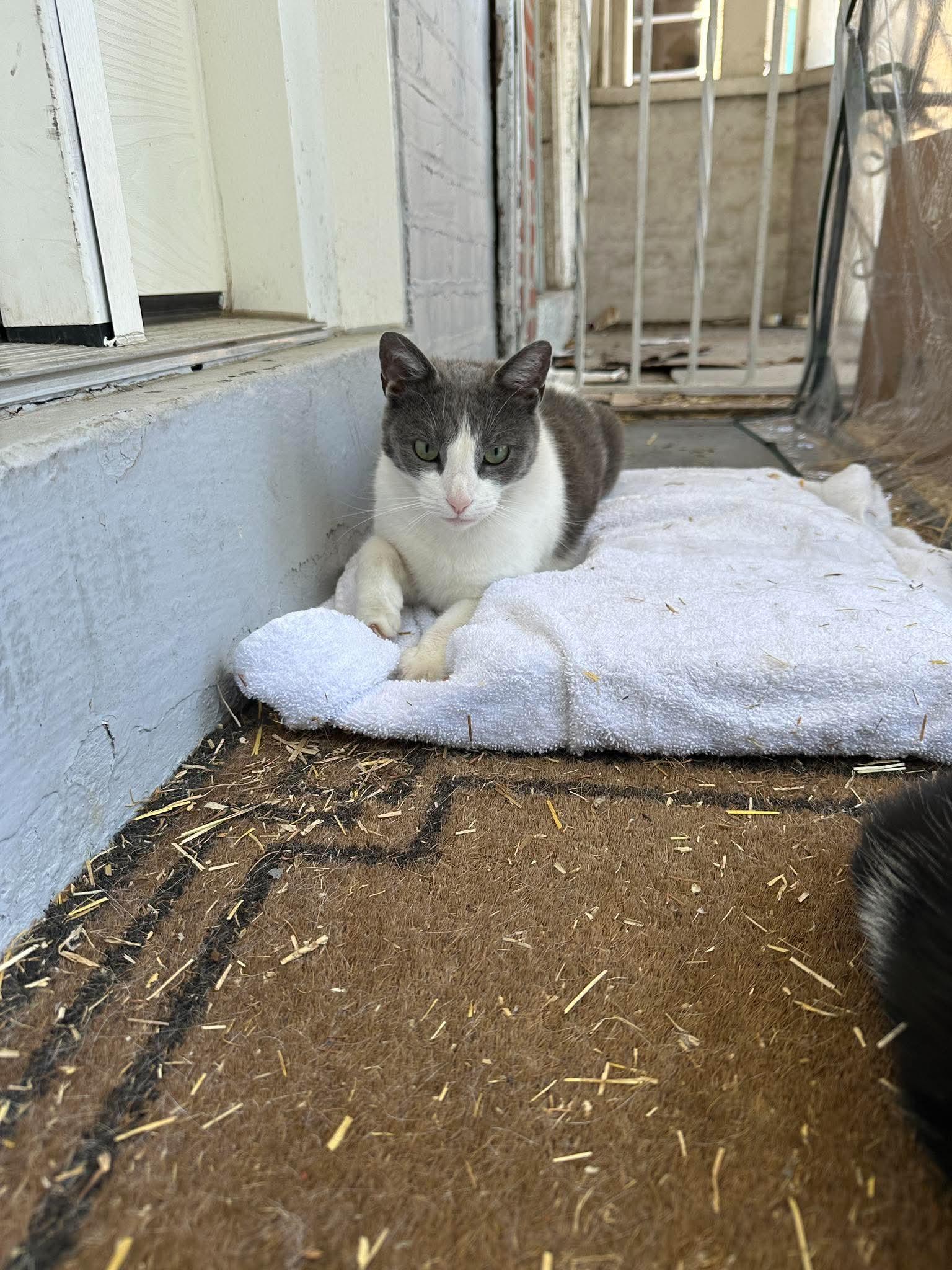 Athena, a ADOPTABLE American Shorthair in philadelphia, PA image 3/4