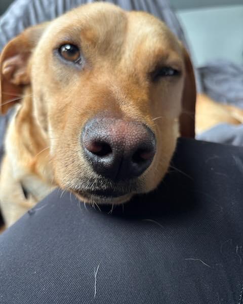 Enlarge Lester, an adoptable mixed breed in Crescent city, CA image 4/4