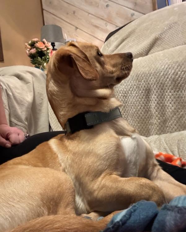 Enlarge Lester, an adoptable mixed breed in Crescent city, CA image 3/4