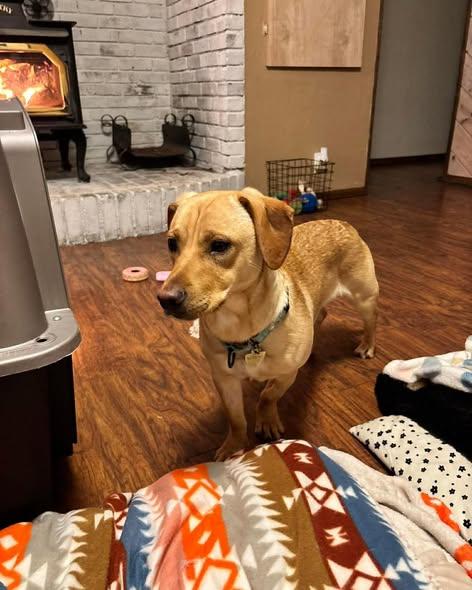 Enlarge Lester, an adoptable mixed breed in Crescent city, CA image 1/4