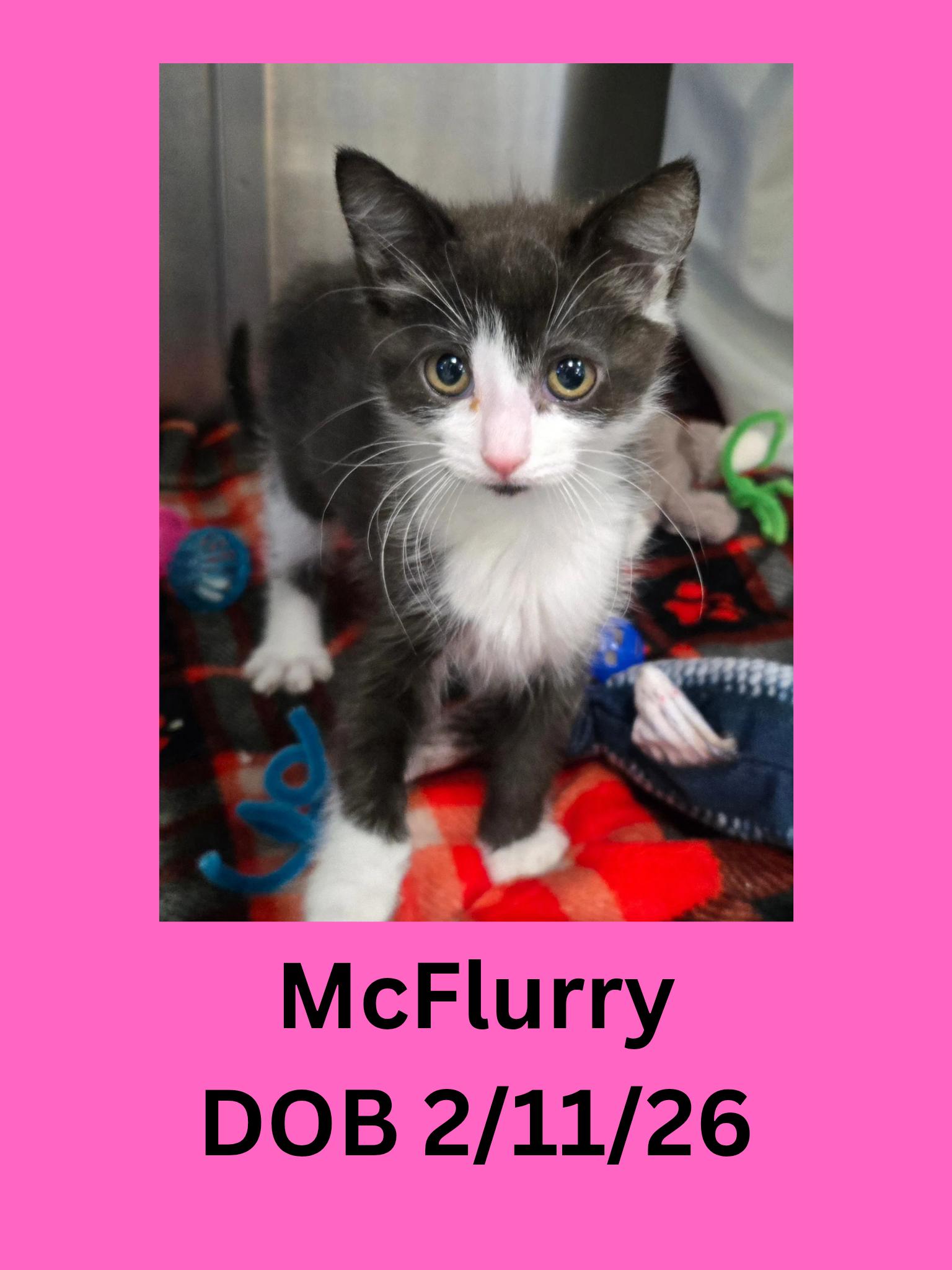 McFlurry, adopted, Kitten Female Domestic Short Hair.