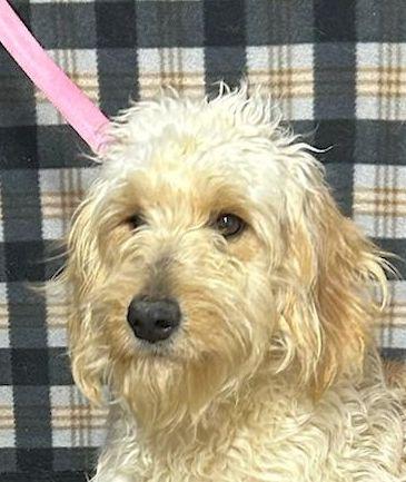 MINI LEVI (ohiosdrescue@gmail.com), an adopted Goldendoodle in Elyria, OH image 3/3