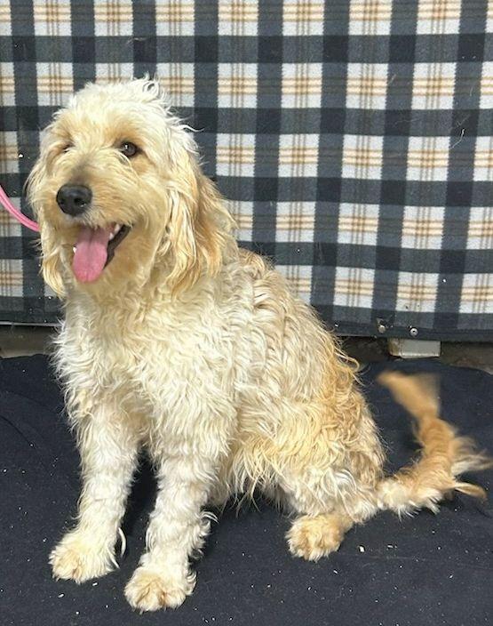 MINI LEVI (ohiosdrescue@gmail.com), adopted, Adult Male Goldendoodle.