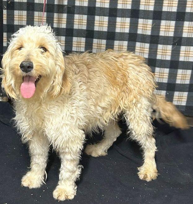 MINI LEVI (ohiosdrescue@gmail.com), an adopted Goldendoodle in Elyria, OH image 2/3