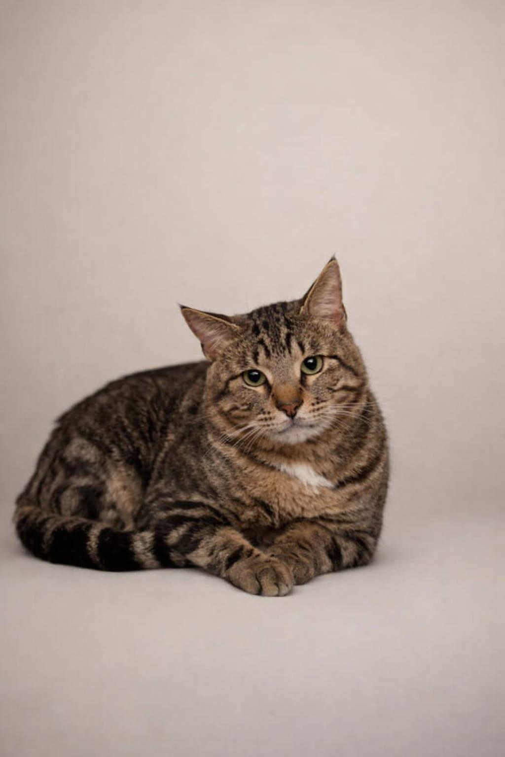 Enlarge Darian, a ADOPTABLE Tabby in Miami, FL image 1/1
