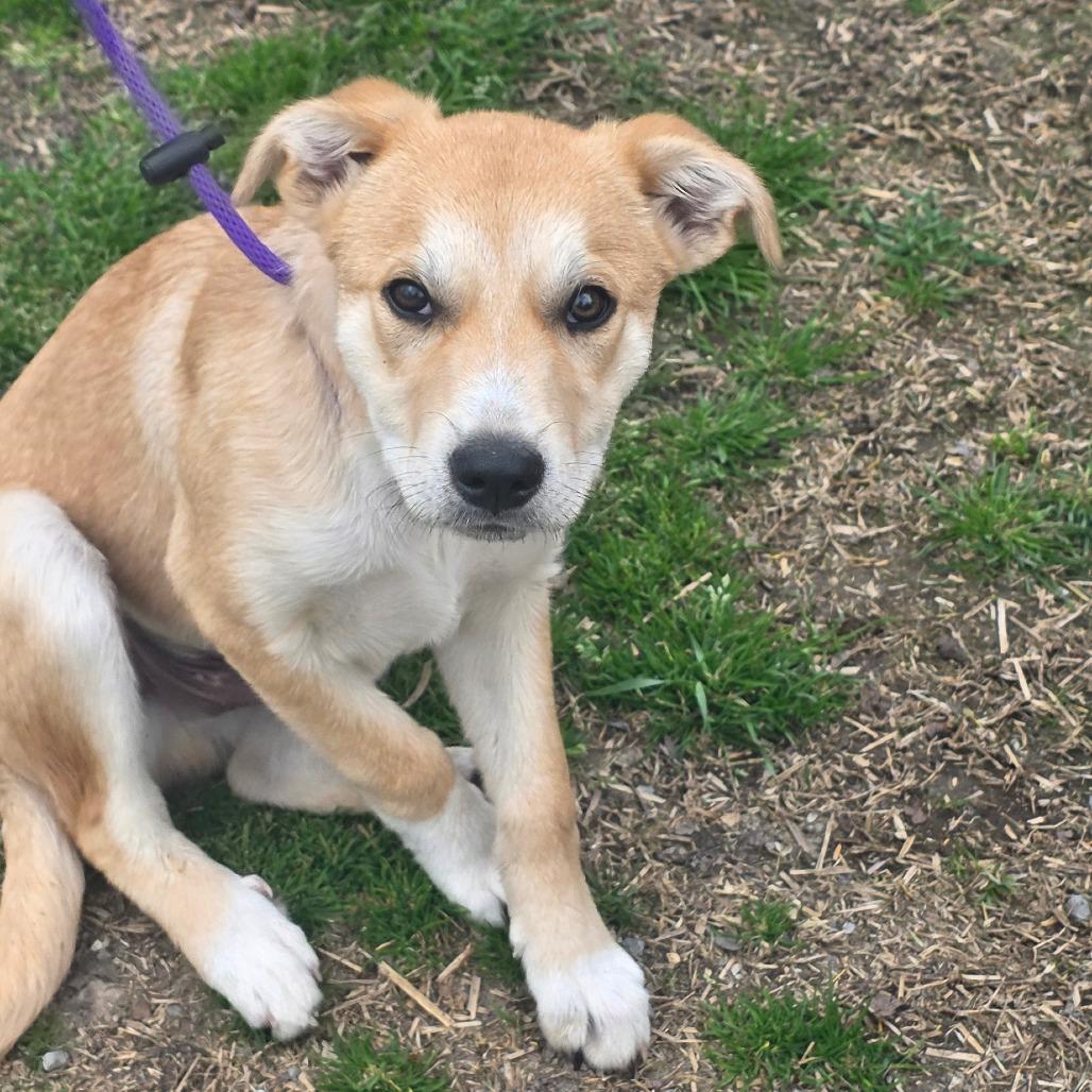 Boone, Adoptable, Young Male Great Pyrenees & Border Collie.