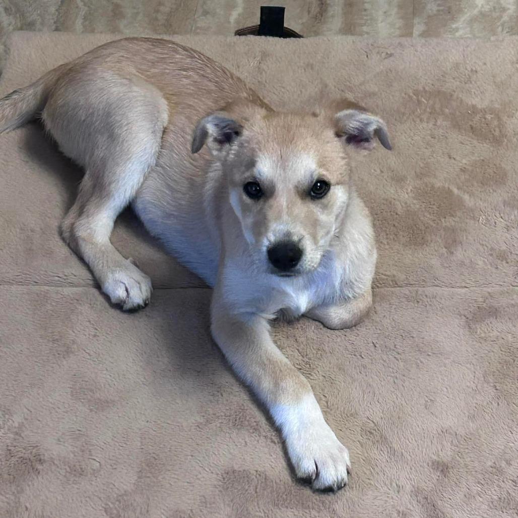 Enlarge Boone, a Adoptable mixed breed in Rossville, GA image 2/5