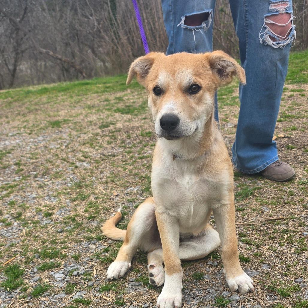 Enlarge Boone, a Adoptable mixed breed in Rossville, GA image 3/5