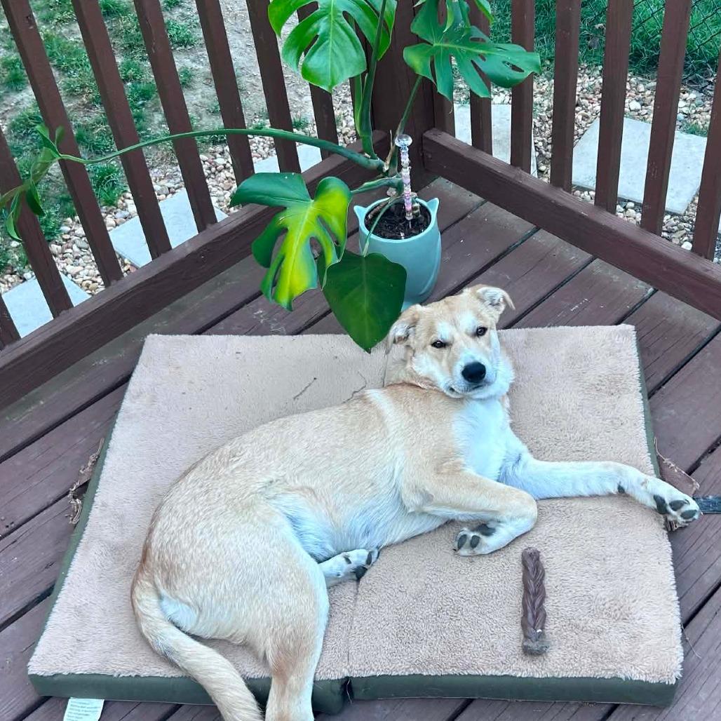Enlarge Boone, a Adoptable mixed breed in Rossville, GA image 4/5