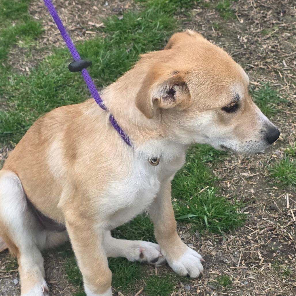 Enlarge Boone, a Adoptable mixed breed in Rossville, GA image 5/5