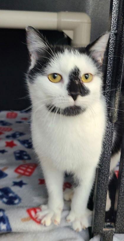 6785 (Nasa), Adoptable, Young Male Domestic Short Hair.