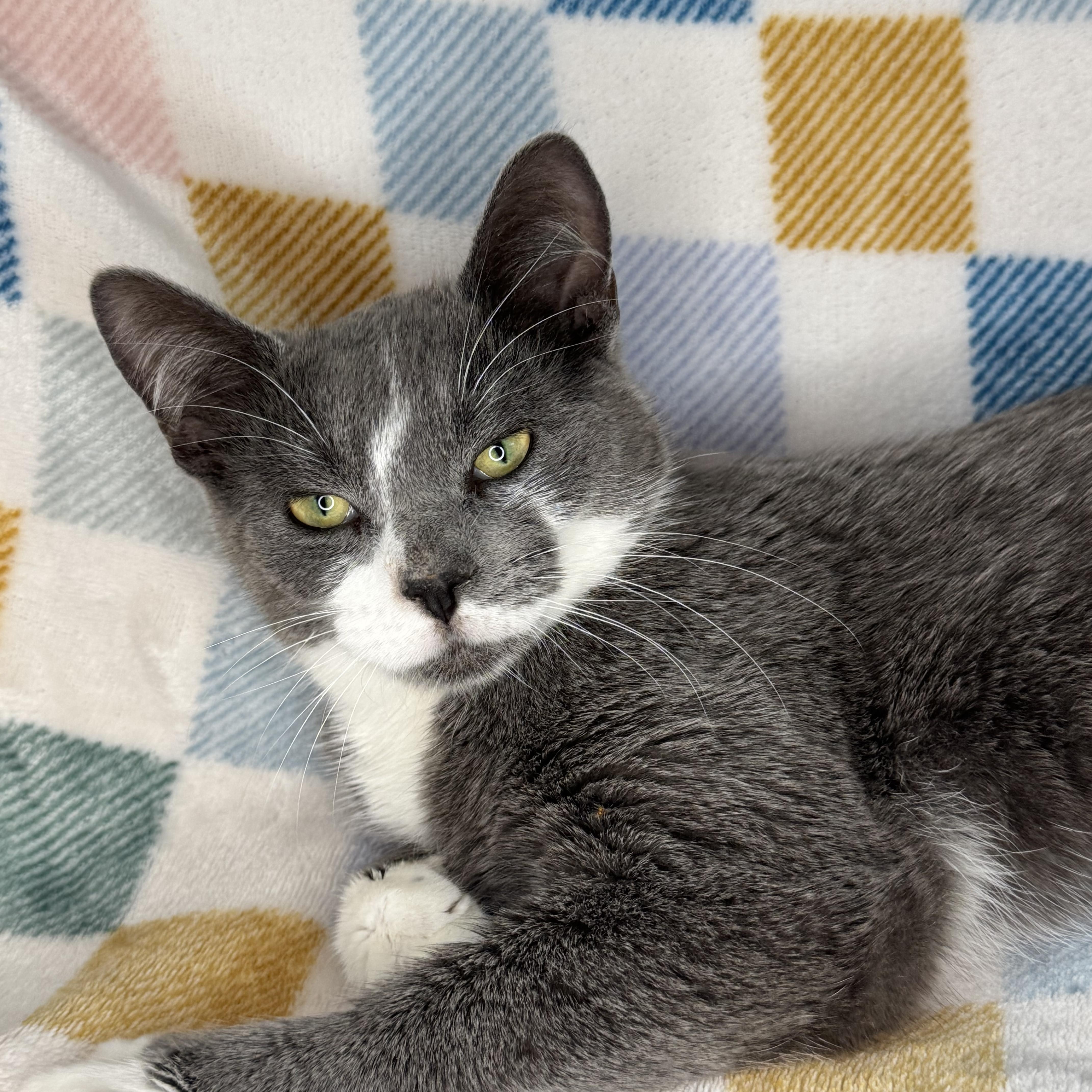 Enlarge Lenny, a Adoptable mixed breed in Mount Vernon, IL image 4/6