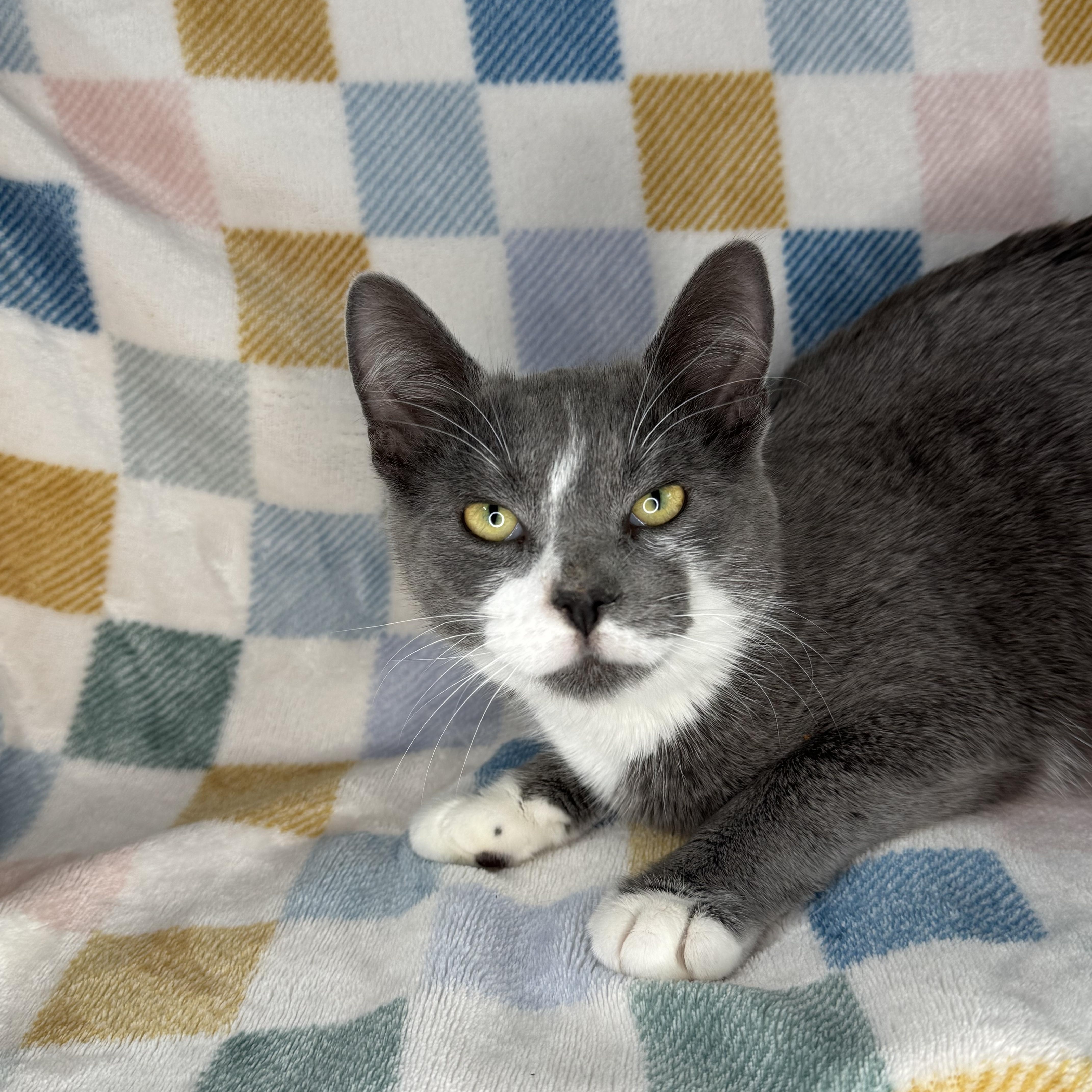 Enlarge Lenny, a Adoptable mixed breed in Mount Vernon, IL image 5/6