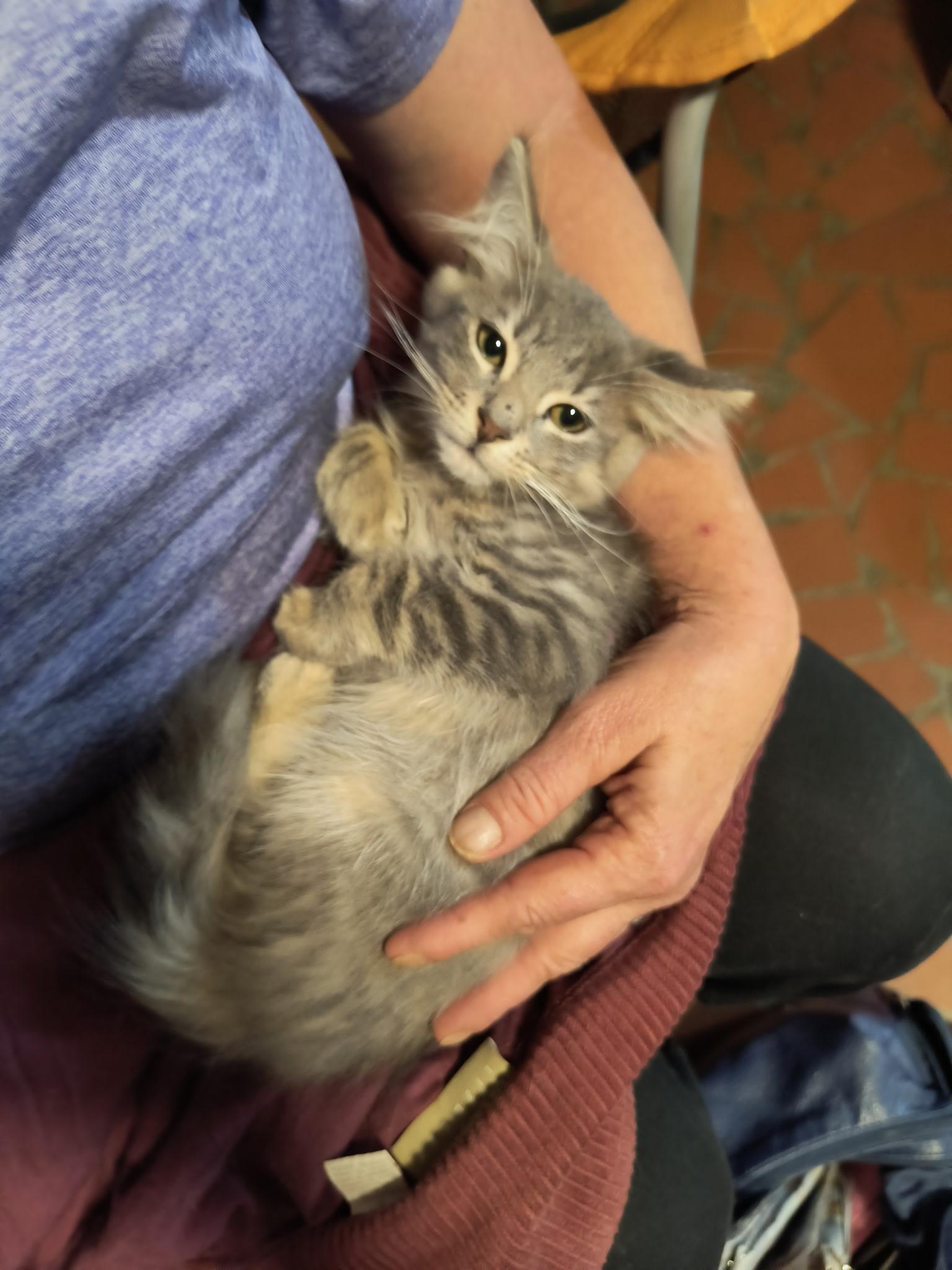 Sparky, adopted, Kitten Male Domestic Long Hair.