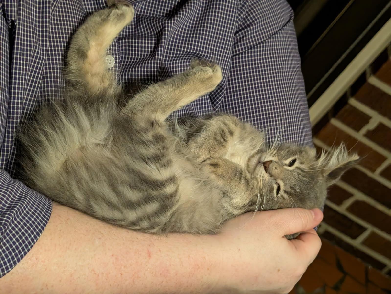 Enlarge Sparky, an adopted Domestic Long Hair in Malden, MA image 2/2