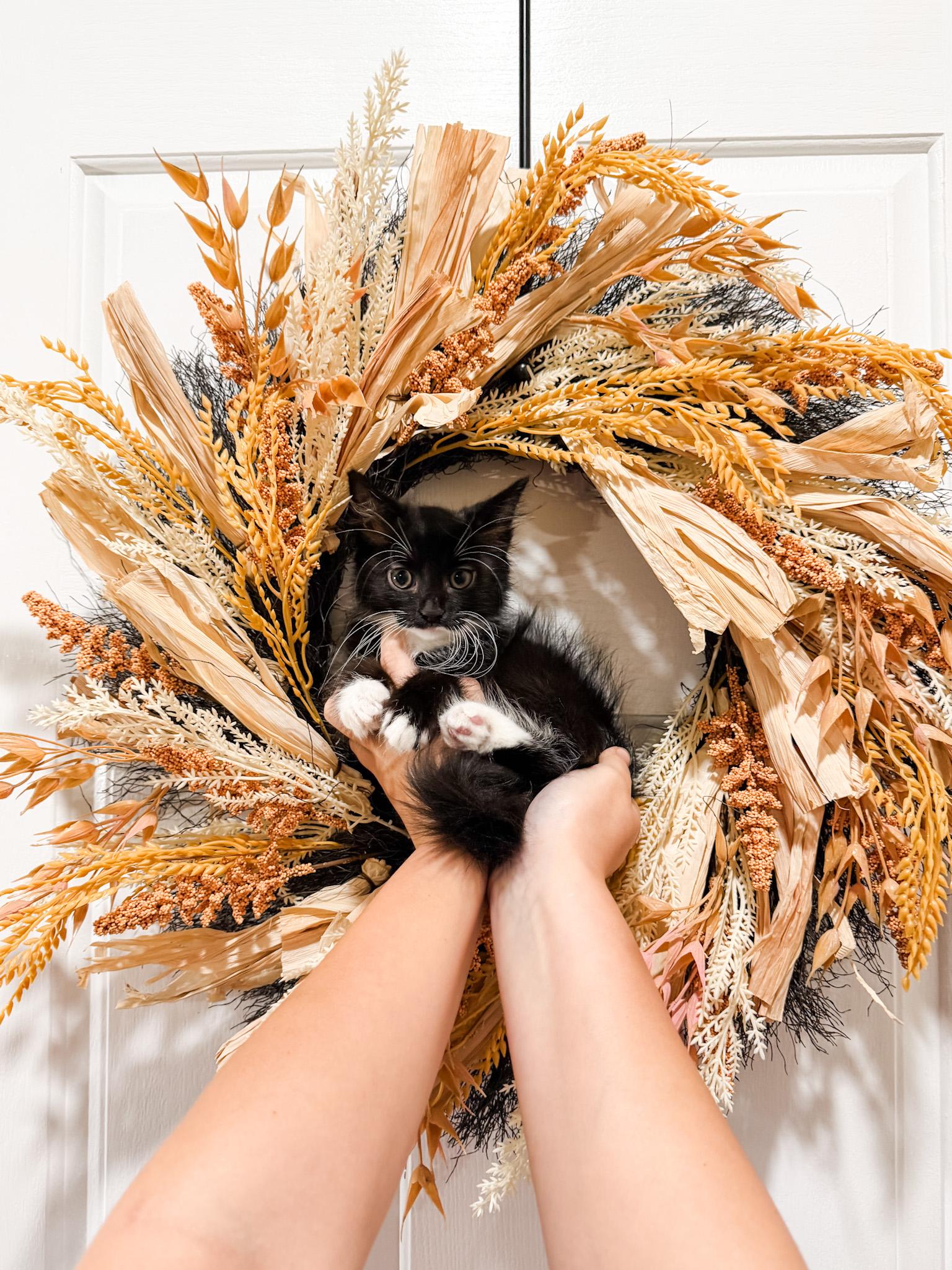 Enlarge Lyra, a Adoptable Domestic Medium Hair in Goodyear, AZ image 1/1