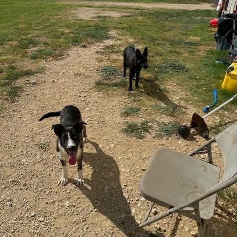 Enlarge Macy, a ADOPTABLE mixed breed in Williston, VT image 5/6