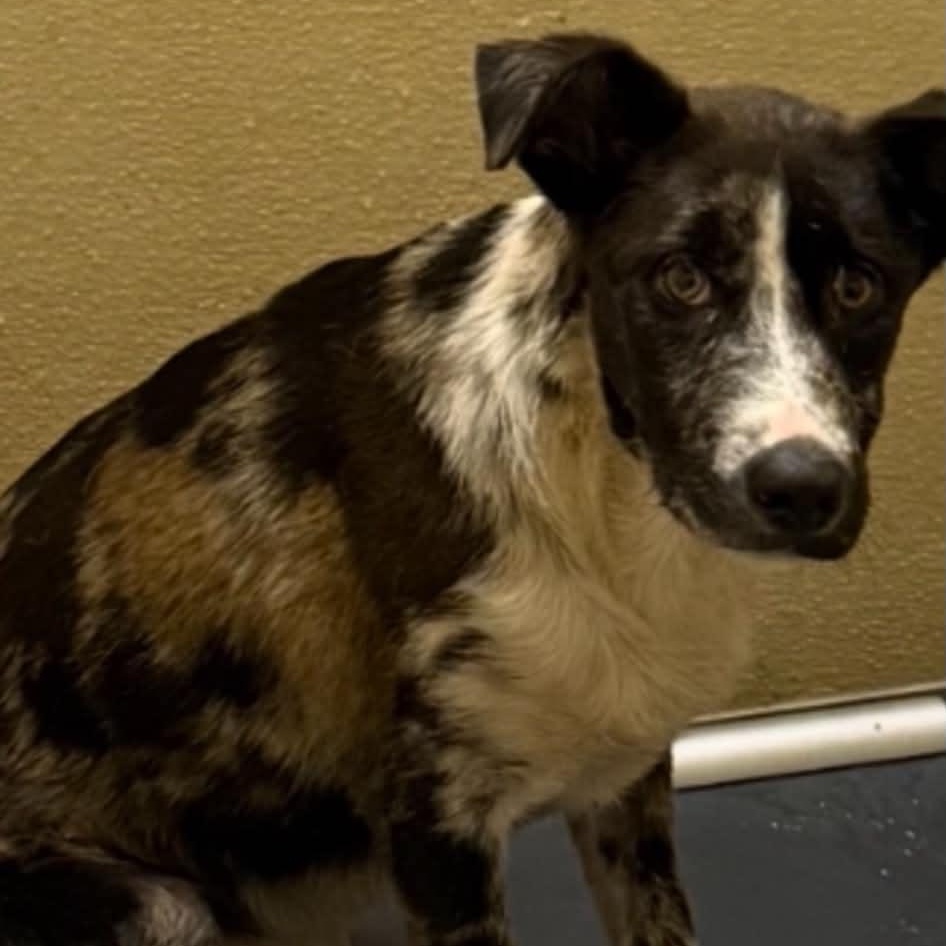 Enlarge Macy, a ADOPTABLE mixed breed in Williston, VT image 6/6