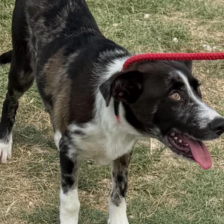 Enlarge Macy, a ADOPTABLE mixed breed in Williston, VT image 3/6