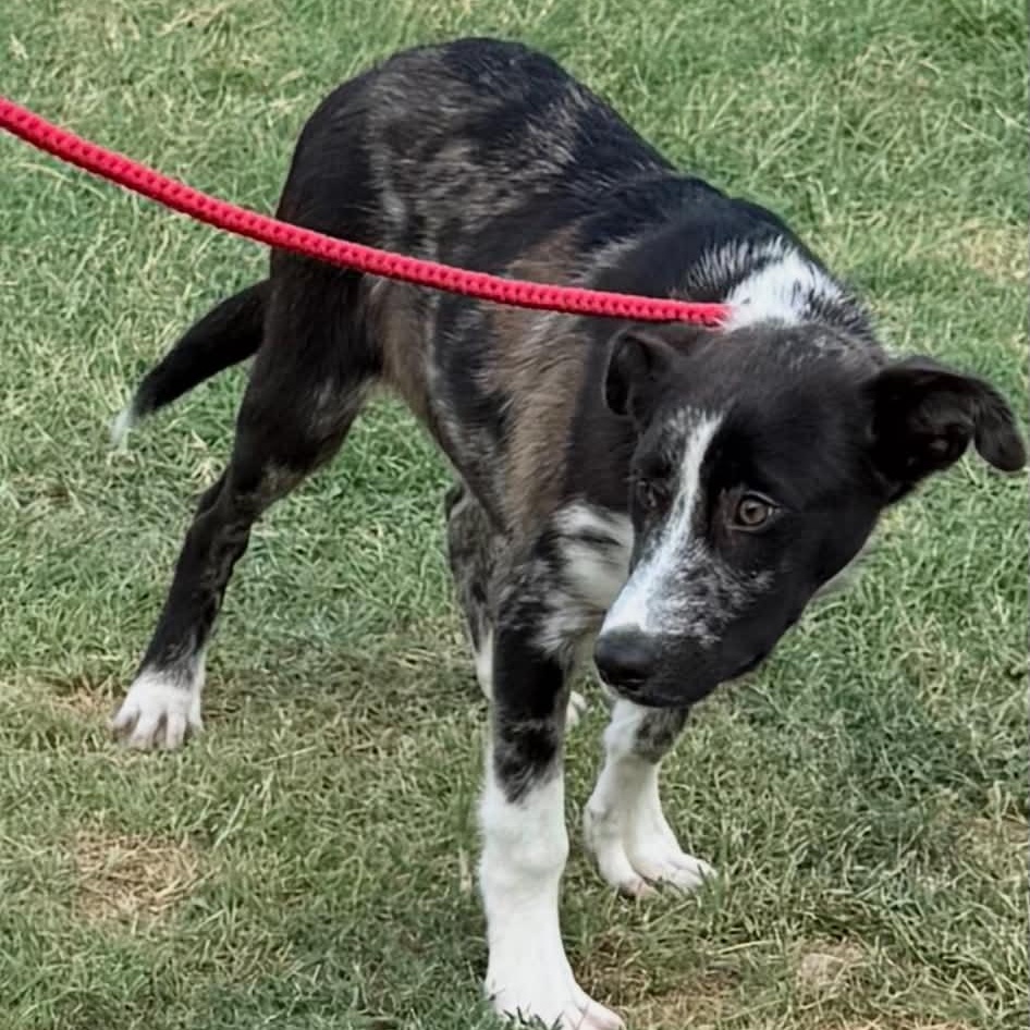 Enlarge Macy, a ADOPTABLE mixed breed in Williston, VT image 2/6