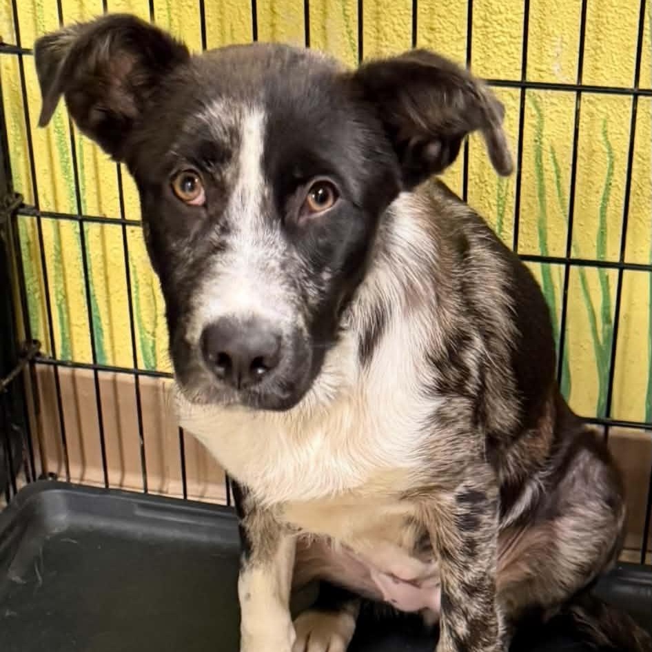 Enlarge Macy, a ADOPTABLE mixed breed in Williston, VT image 1/6
