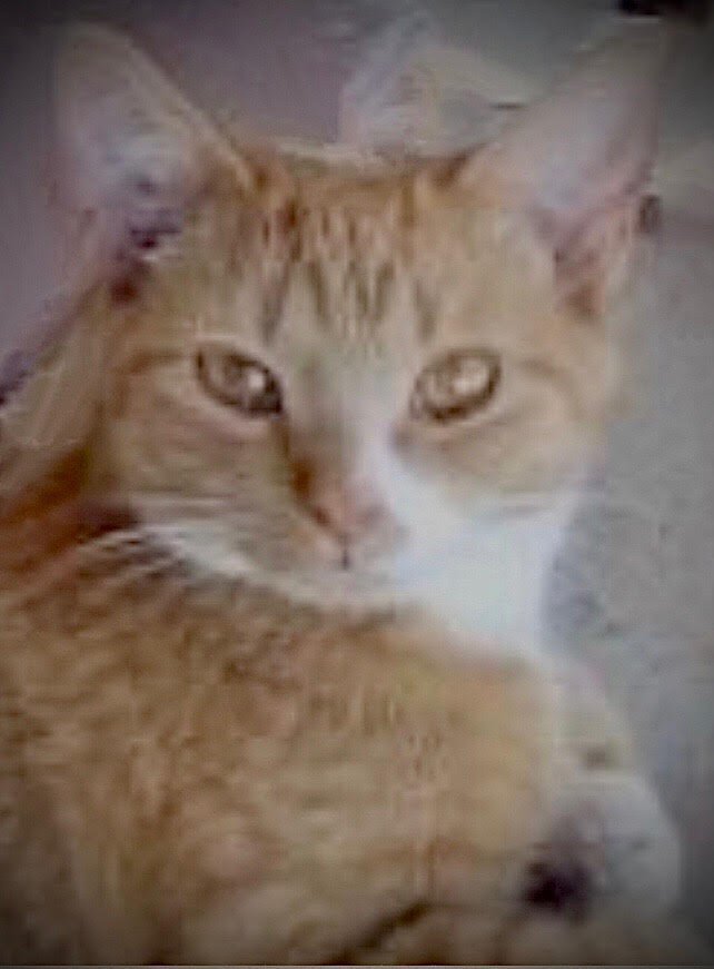 Enlarge TUTULI, a Adoptable mixed breed in Oro Valley, AZ image 1/3