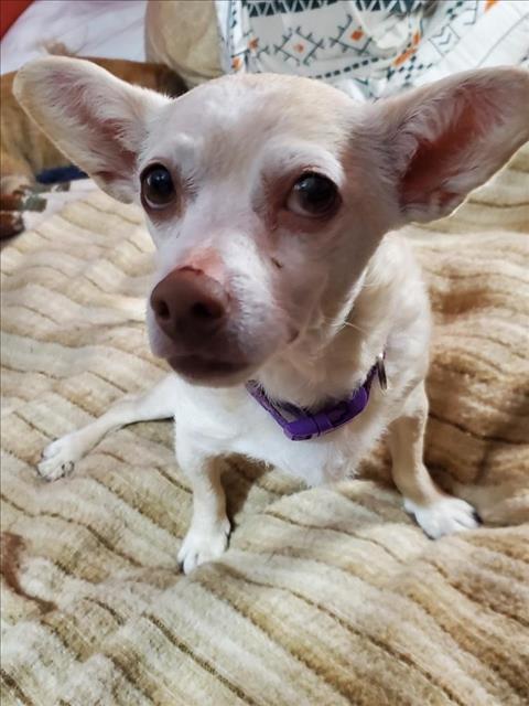 Enlarge SOOKIE*, a Adoptable Chihuahua in Tucson, AZ image 1/1