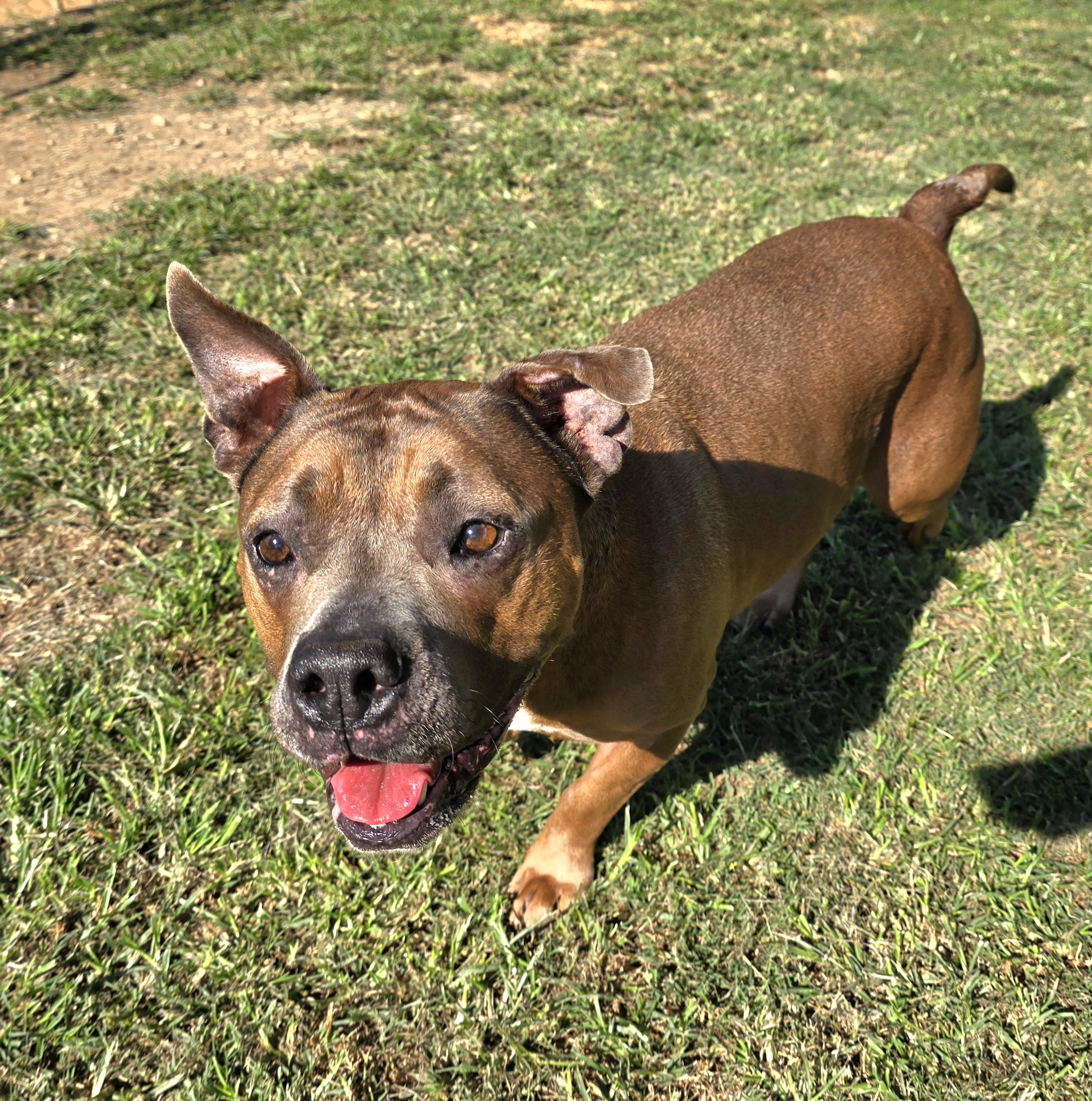 Enlarge APPLE, a Adoptable mixed breed in Athens, AL image 4/6