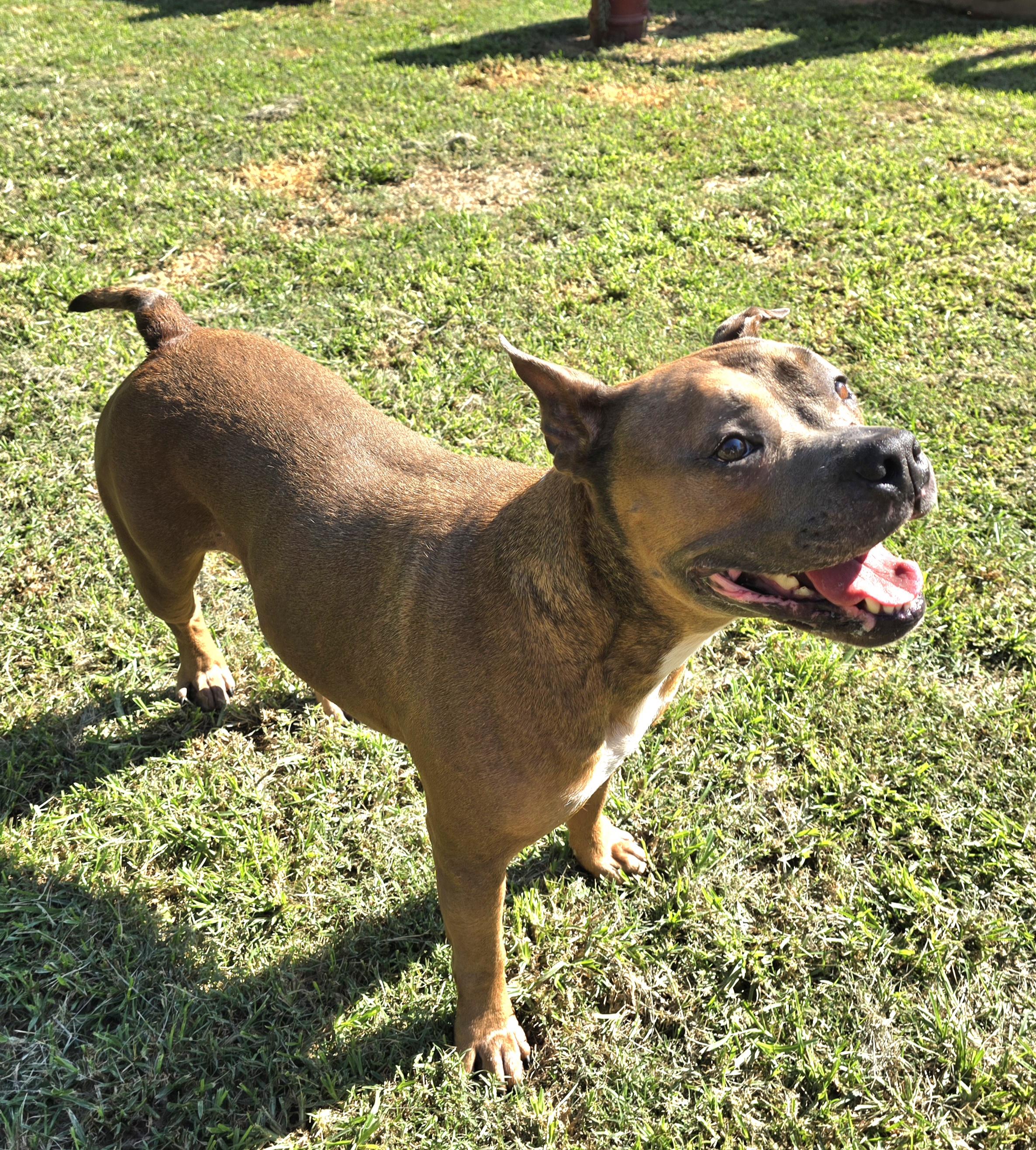 Enlarge APPLE, a Adoptable mixed breed in Athens, AL image 3/6