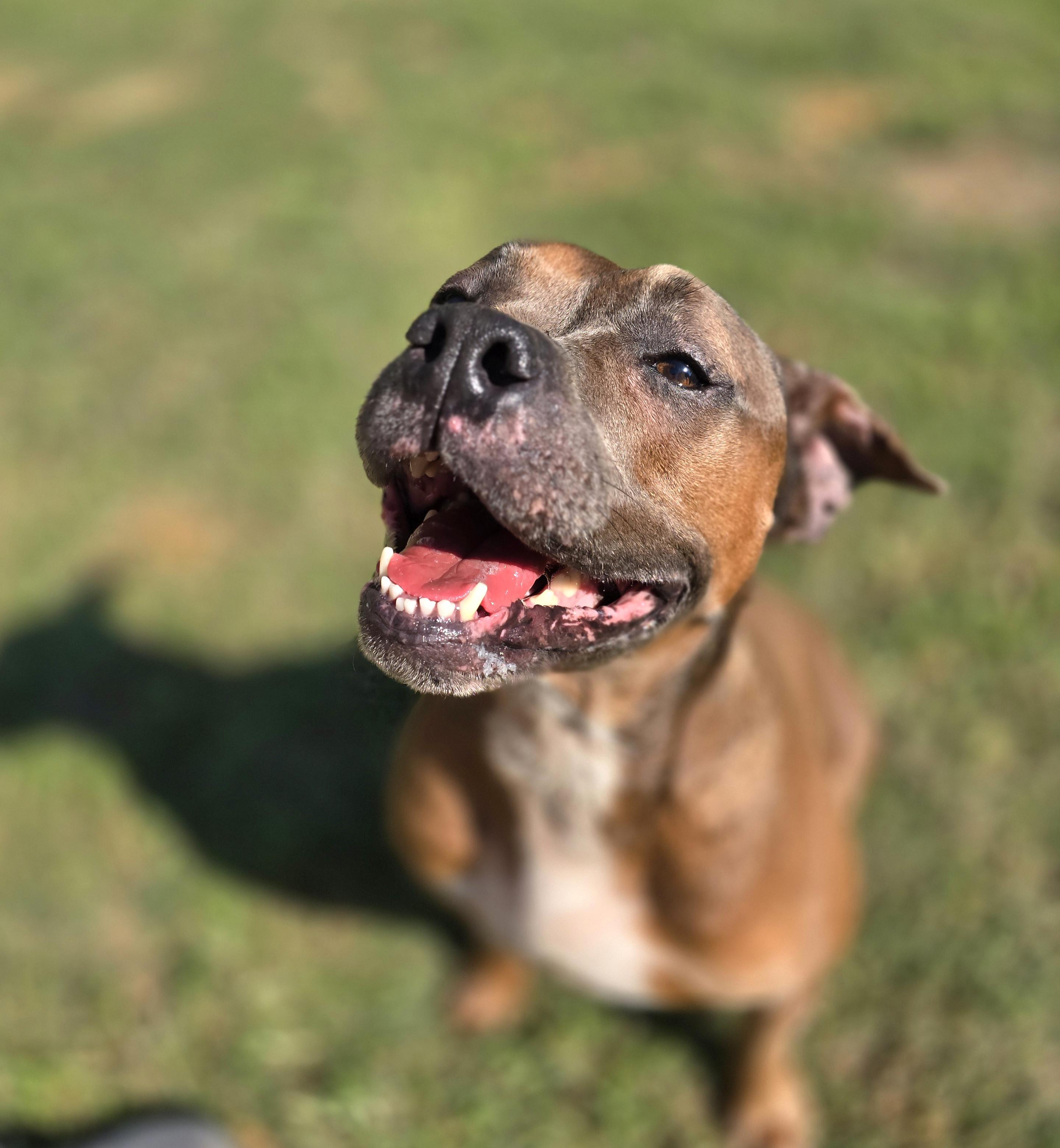 Enlarge APPLE, a Adoptable mixed breed in Athens, AL image 2/6