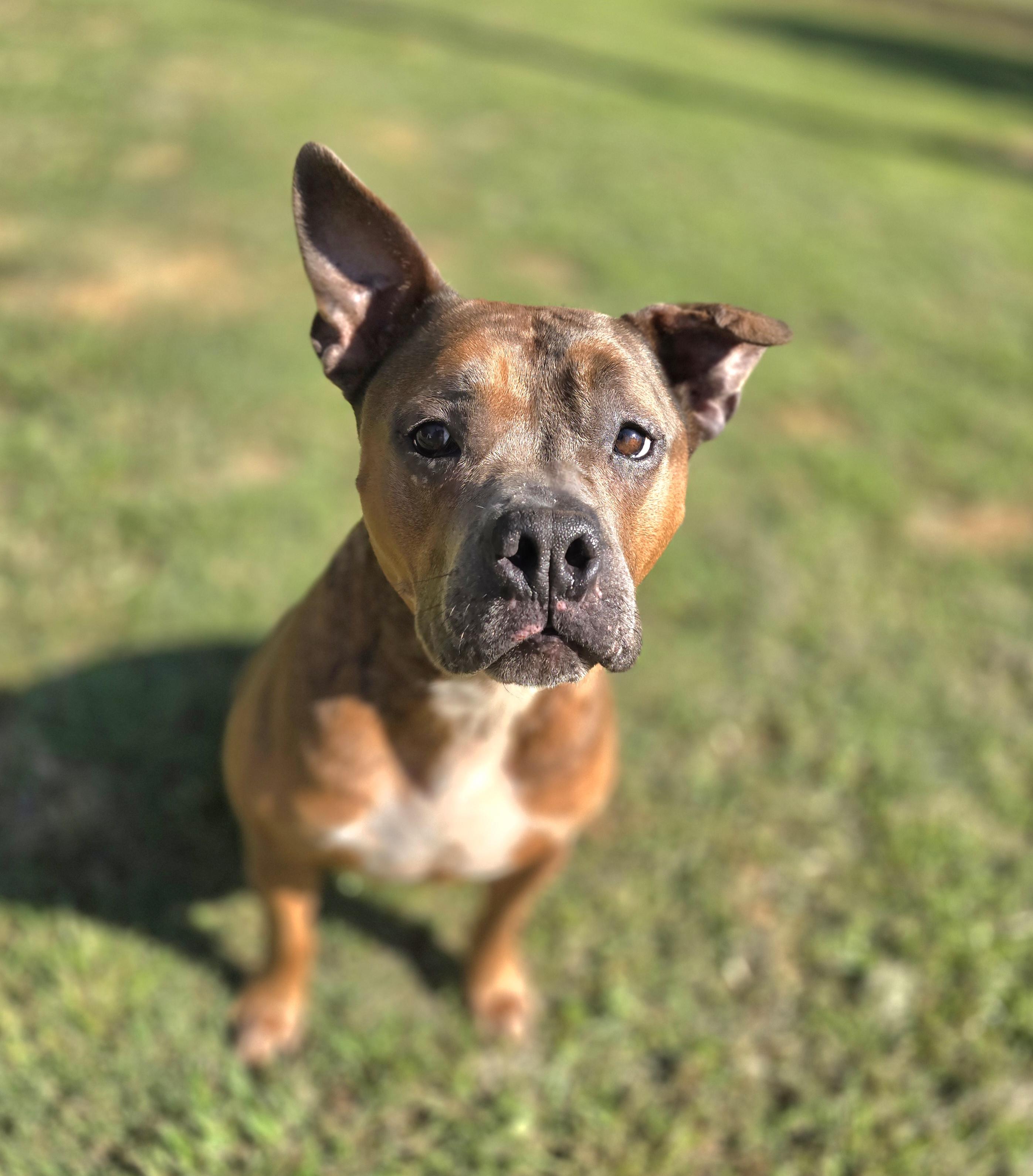 Enlarge APPLE, a Adoptable mixed breed in Athens, AL image 6/6