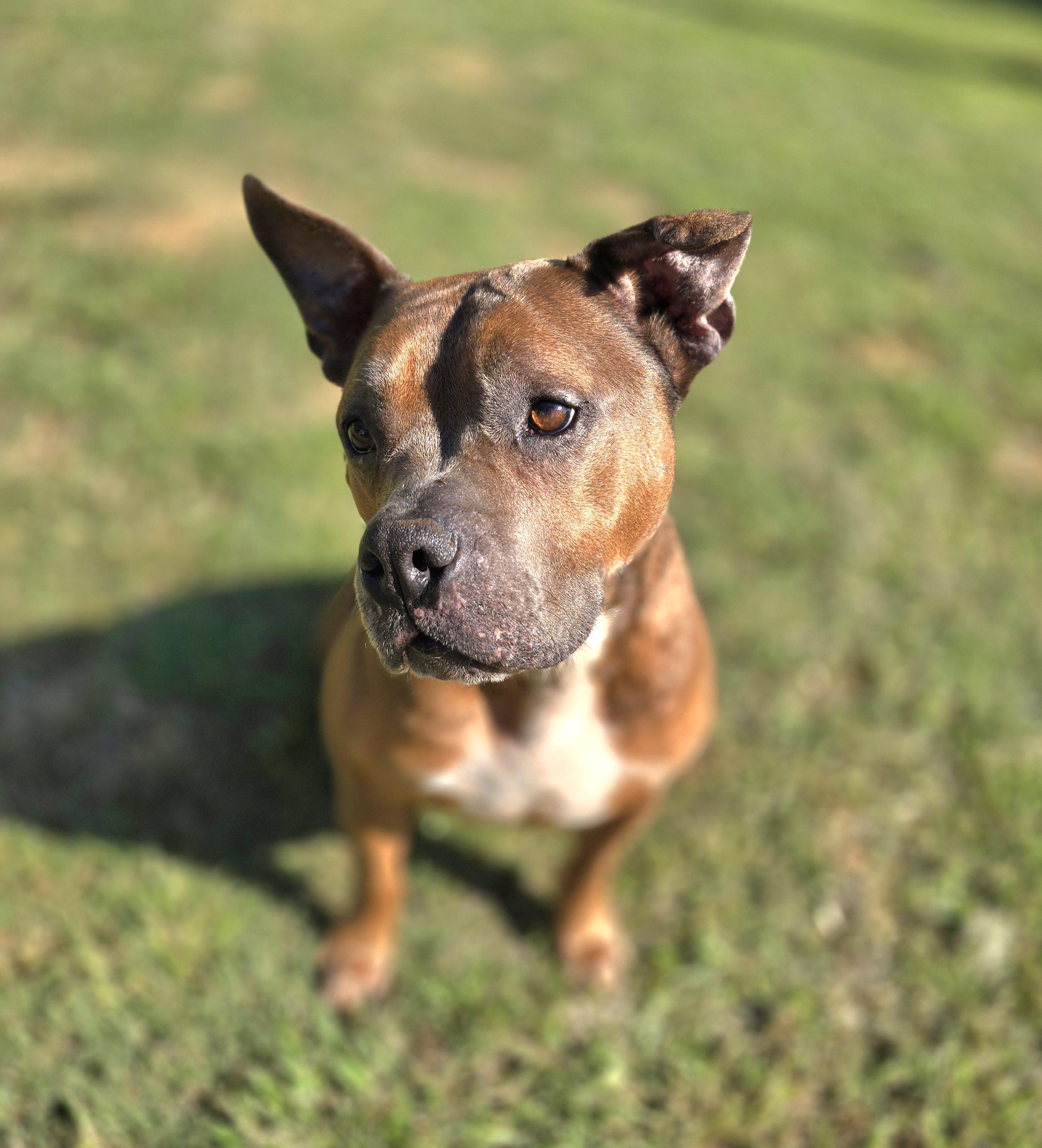 Enlarge APPLE, a Adoptable mixed breed in Athens, AL image 5/6