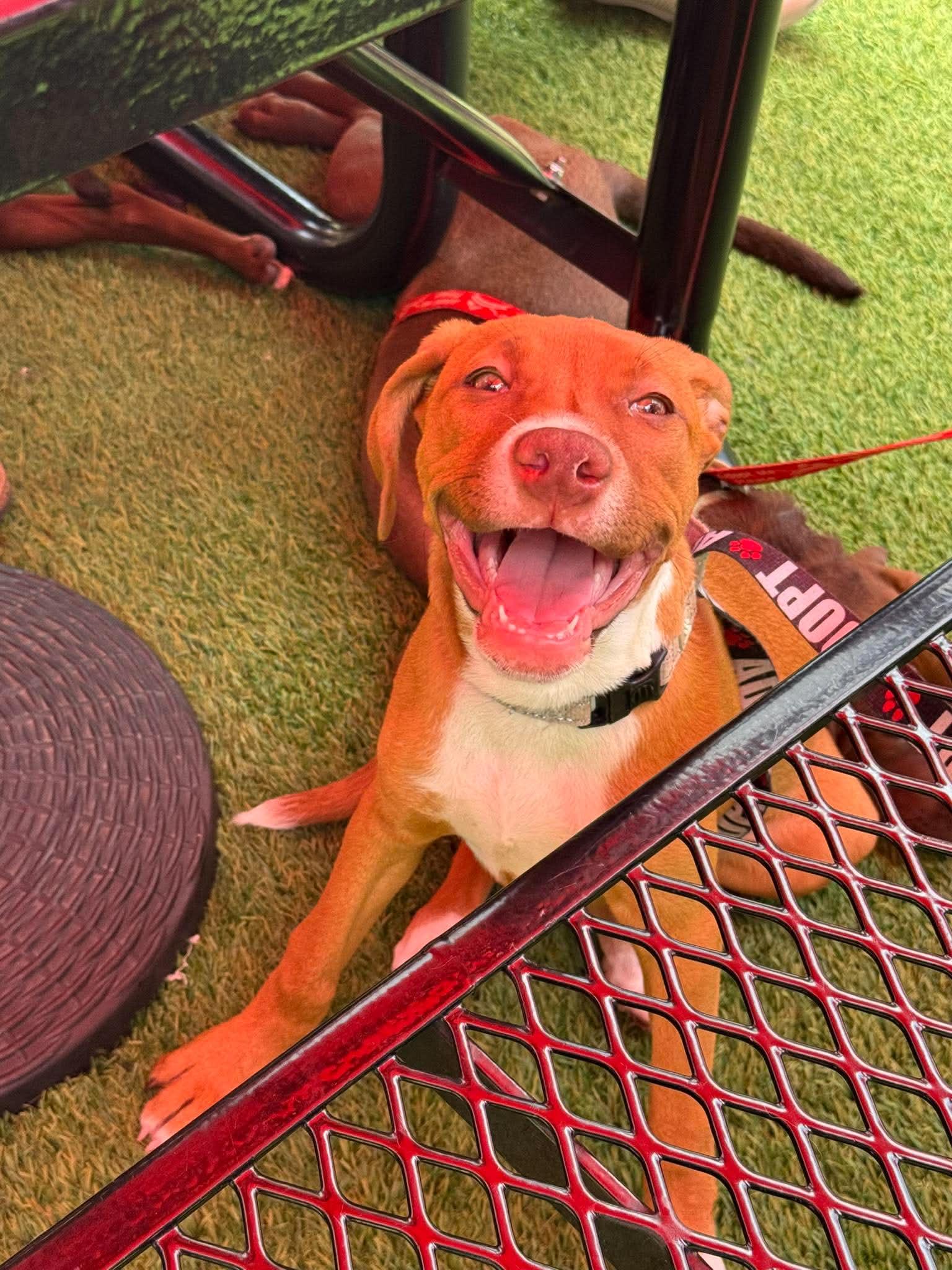 Siobhan, Adoptable, Puppy Female Terrier & Labrador Retriever.