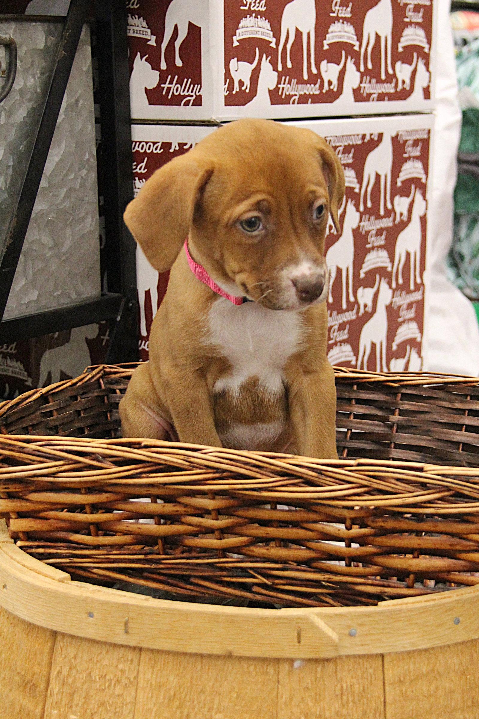 Siobhan, Adoptable, Puppy Female Terrier & Labrador Retriever.