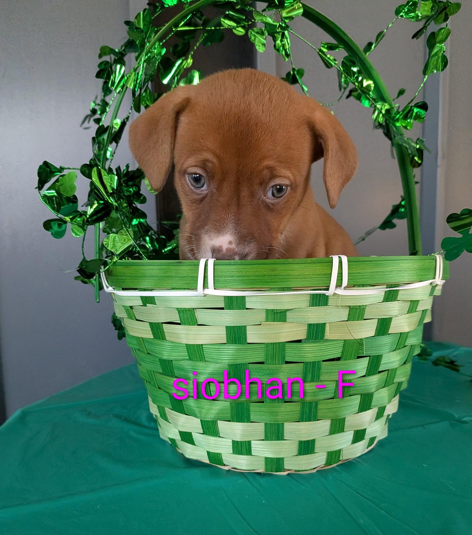 Enlarge Siobhan, a Adoptable mixed breed in Charlotte, NC image 2/2