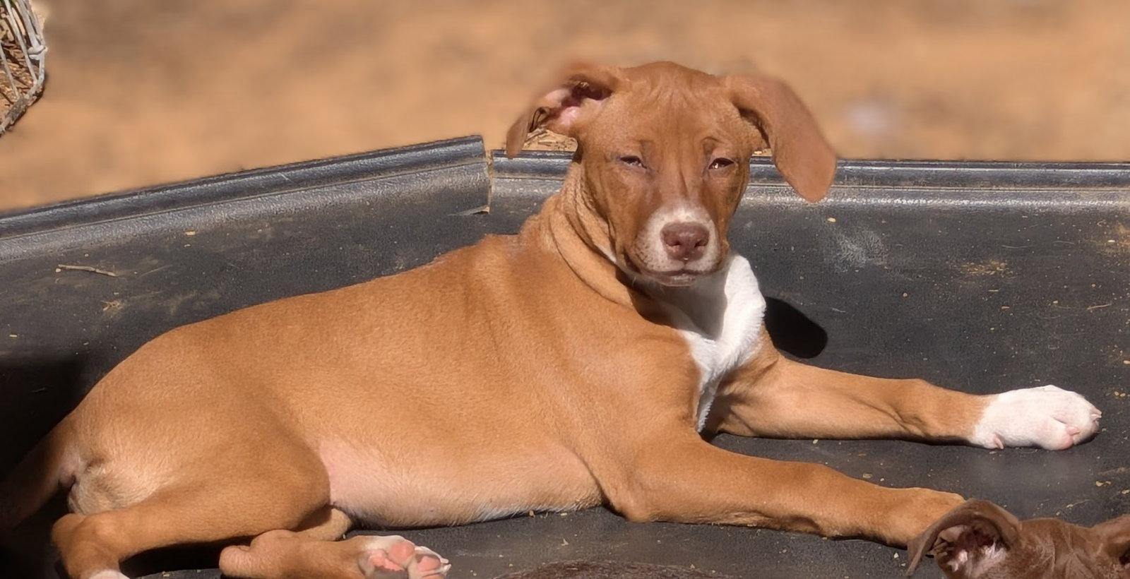 Siobhan, Adoptable, Puppy Female Terrier & Labrador Retriever.