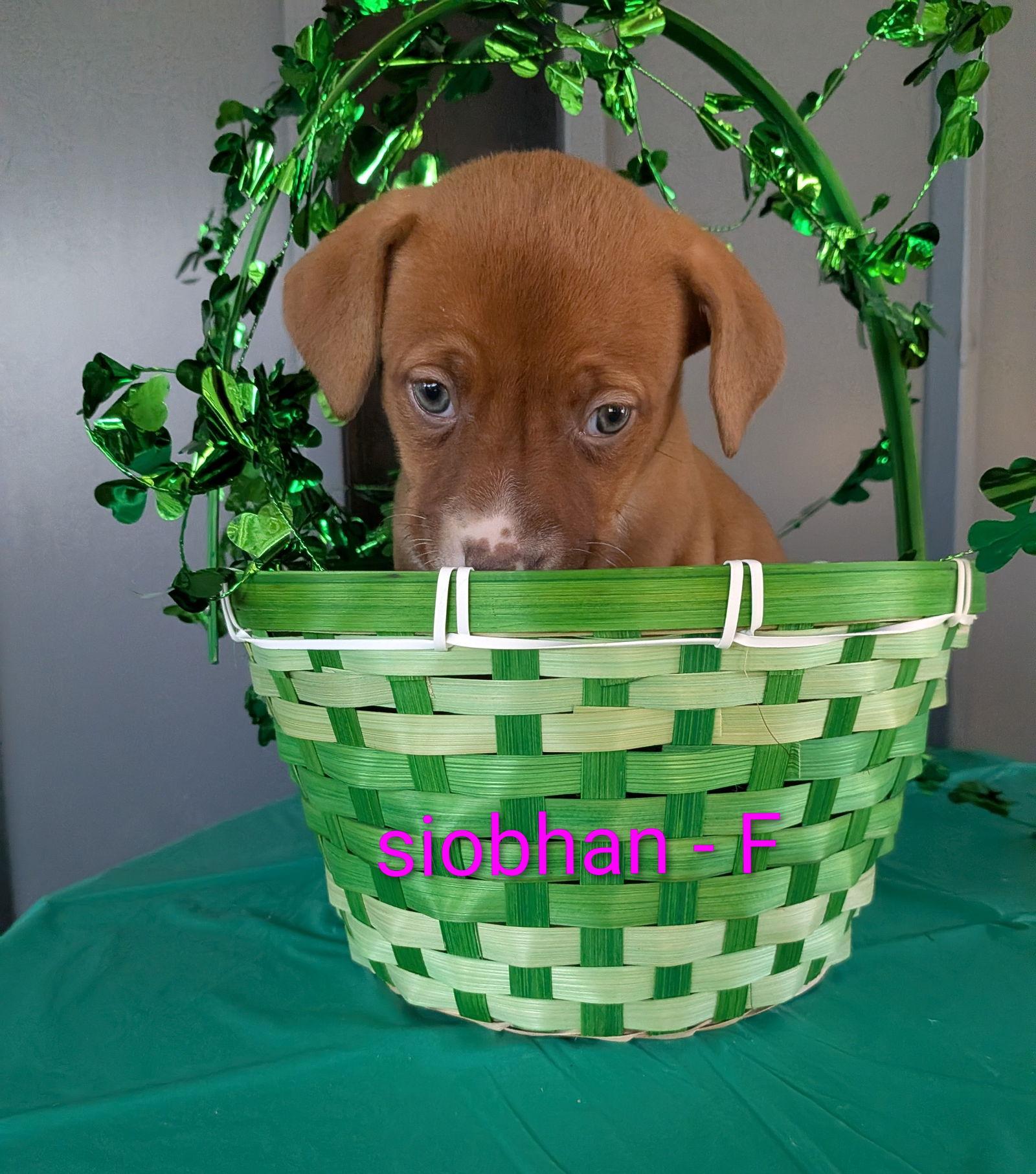 Siobhan, Adoptable, Puppy Female Terrier & Labrador Retriever.