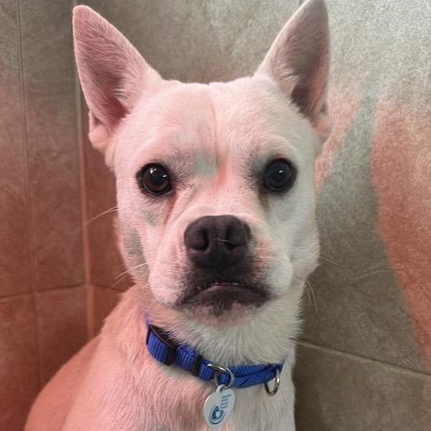 Enlarge Margie, a ADOPTABLE mixed breed in Santa Rosa, CA image 2/2