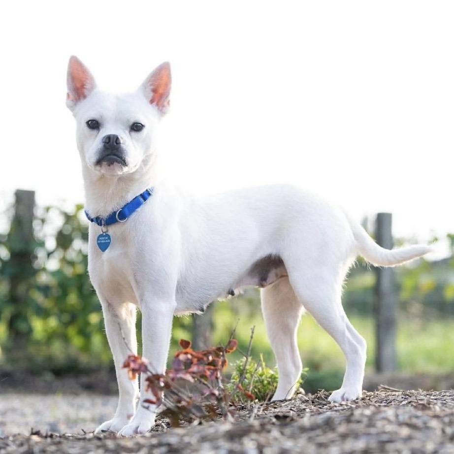 Margie, ADOPTABLE, Adult Female French Bulldog.