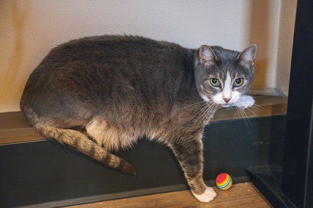 Sparrow, Adoptable, Adult Male Domestic Short Hair.