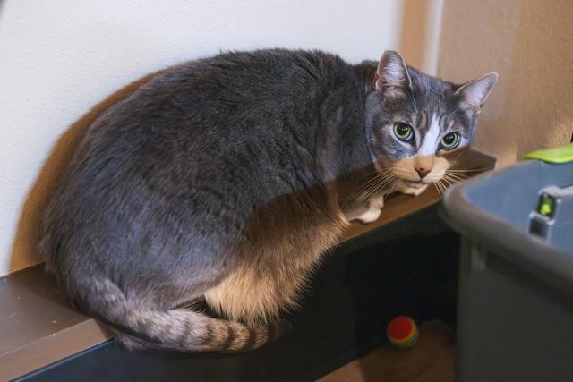 Enlarge Sparrow, a Adoptable Domestic Short Hair in Portland, OR image 2/4