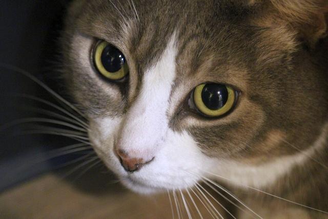 Enlarge Sparrow, a Adoptable Domestic Short Hair in Portland, OR image 3/4