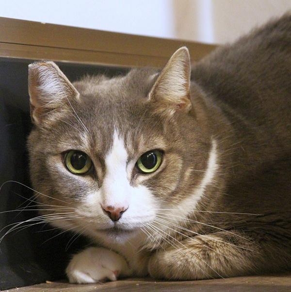 Enlarge Sparrow, a Adoptable Domestic Short Hair in Portland, OR image 4/4