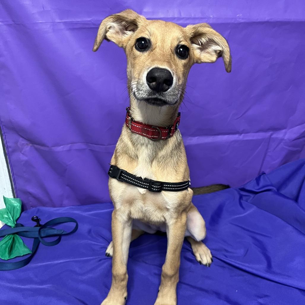 Miley fka Inny, a Adoptable mixed breed in Buffalo, MN image 2/2