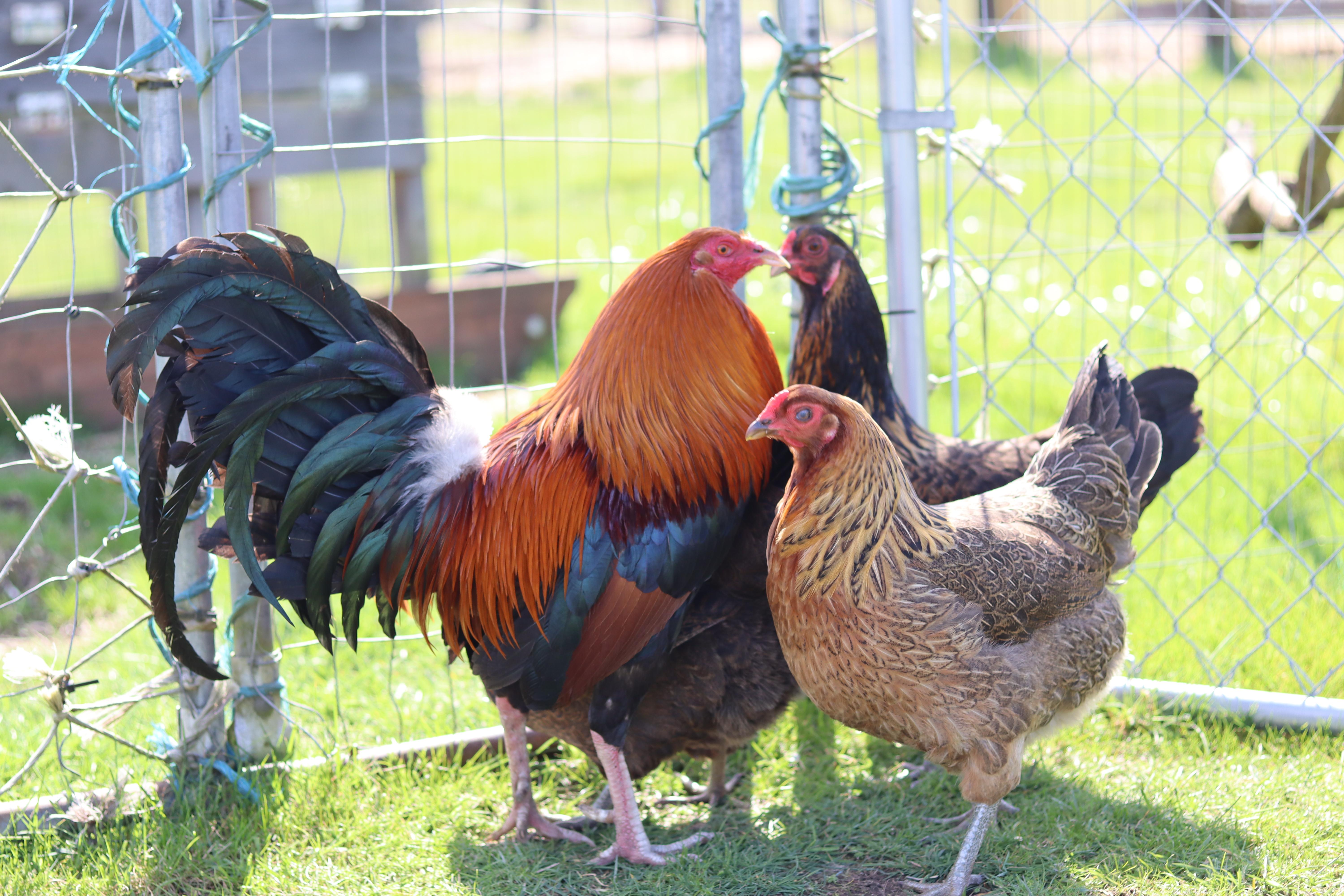 Finley, Sally, Apple, & Cherry, ADOPTABLE, Adult Male Chicken.