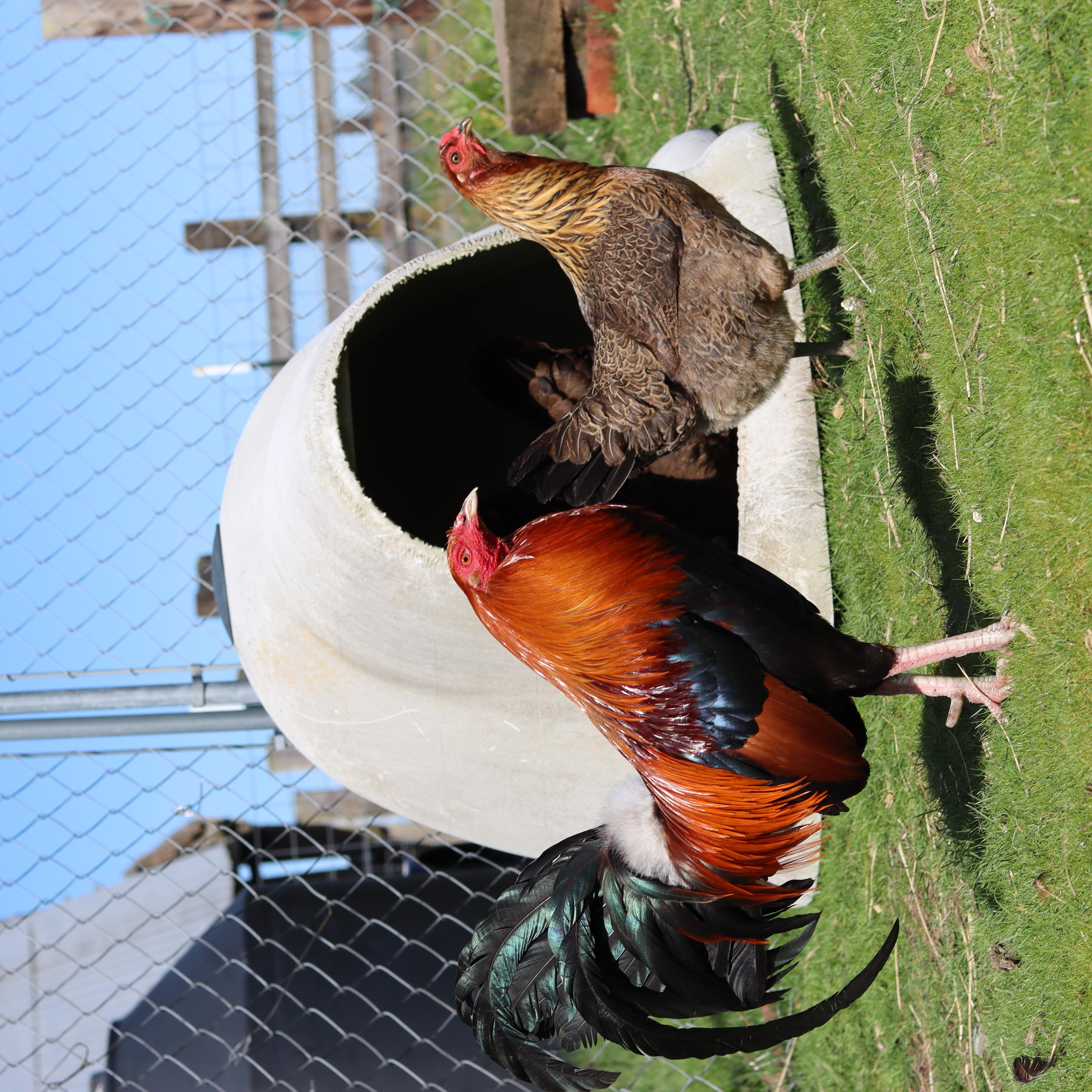 Enlarge Finley, Sally, Apple, & Cherry, a ADOPTABLE Chicken in Roy, WA image 2/3