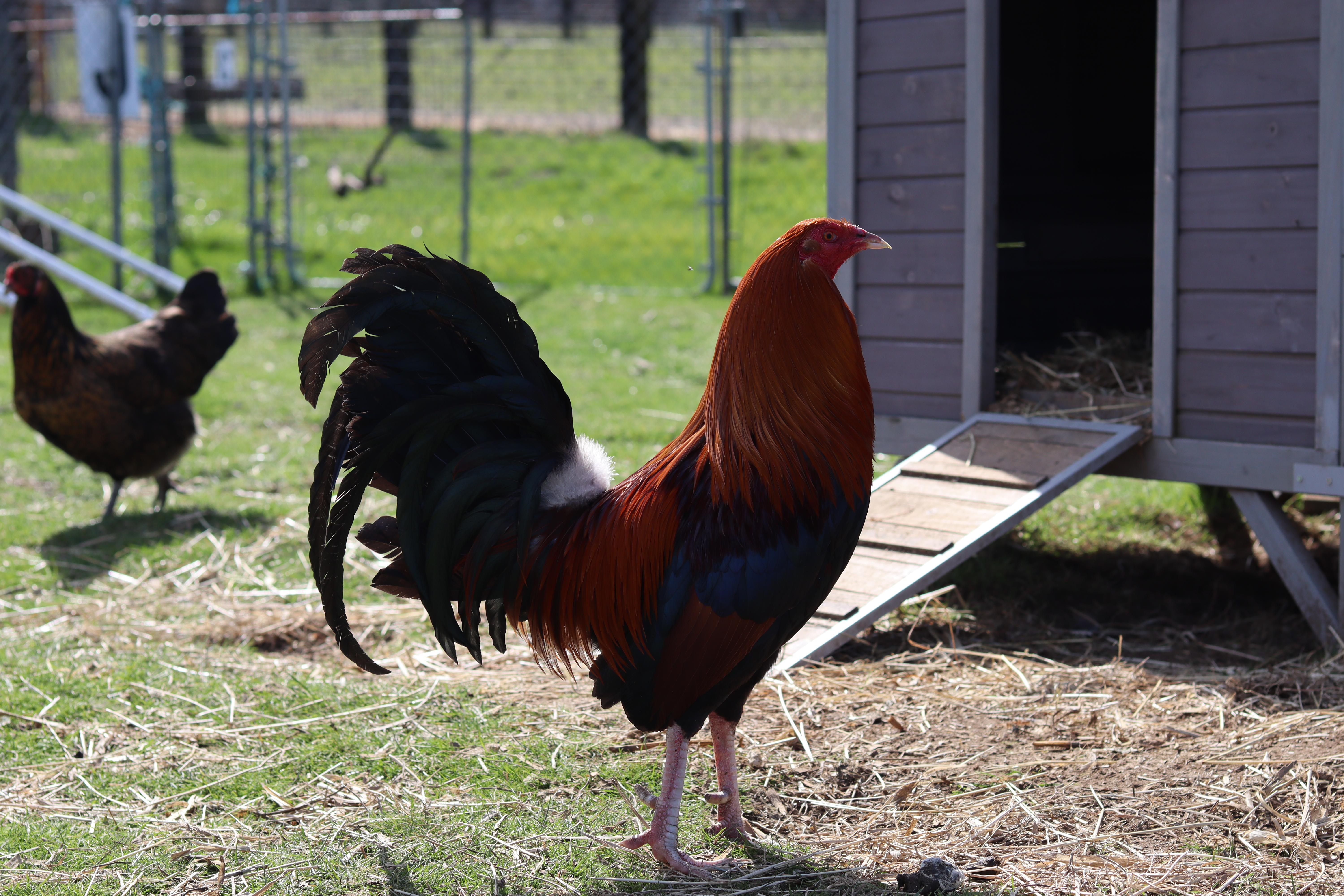 Enlarge Finley, Sally, Apple, & Cherry, a ADOPTABLE Chicken in Roy, WA image 3/3